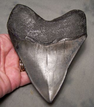 megalodon tooth 4 7/8 