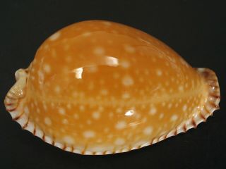 Rare Beauty.  Cypraea Guttata 49.  5mm/gem Philippines Seashell