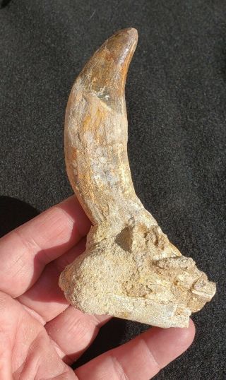 Fossil Post Dinosaur Eocene Basilosaur Archaeocete Skull Tooth North Africa