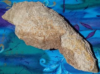 Hadrosaur Dinosaur Fossil Skin,  Hell Creek Formation,  Montana Rare