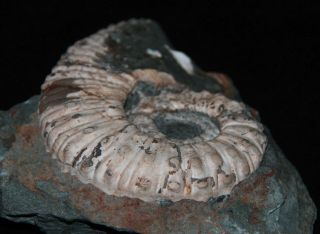 Heteromorph Ammonite Pseudoaustraliceras Pavlowi Fossil