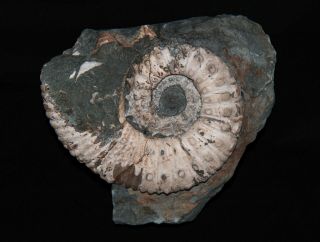 Heteromorph Ammonite Pseudoaustraliceras pavlowi Fossil 2