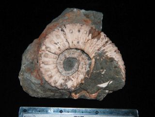 Heteromorph Ammonite Pseudoaustraliceras pavlowi Fossil 3
