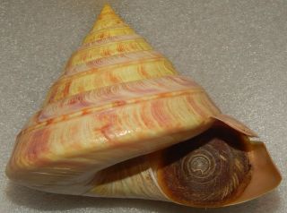 Seashell Entemnotrochus Rumphii 110x101mm W/o Still Rare