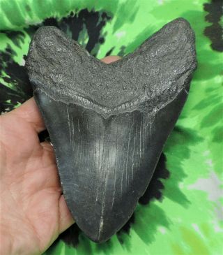 Megalodon Sharks Tooth 5 3/8  Inch No Restorations Fossil Sharks Teeth Tooth