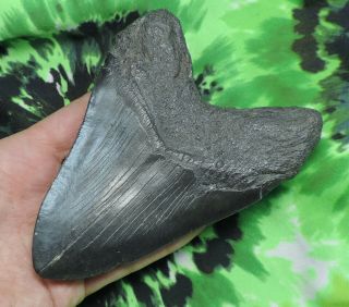 Megalodon Sharks Tooth 5 3/8  inch NO RESTORATIONS fossil sharks teeth tooth 2