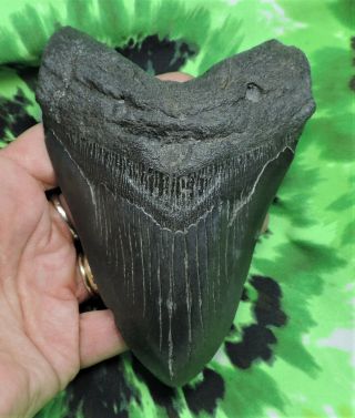 Megalodon Sharks Tooth 5 3/8  inch NO RESTORATIONS fossil sharks teeth tooth 3