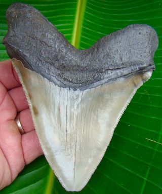Megalodon Shark Tooth 5 & 1/8 - Real Fossil - Huge Size - No Restorations