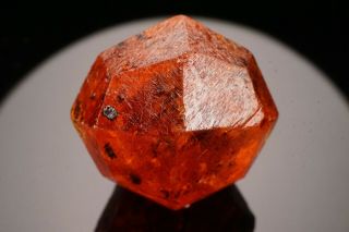 Gem Orange Spessartine Garnet Crystal LOLIONDO,  TANZANIA 2