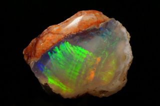 Incredible Unique Gem Precious Opal After Petrified Wood Virgin Valley,  Nevada