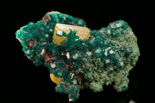 Extraordinary Wulfenite & Dioptase With Conichalcite Crystal Tsumeb,  Namibia