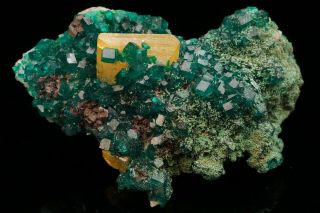 EXTRAORDINARY Wulfenite & Dioptase with Conichalcite Crystal TSUMEB,  NAMIBIA 2