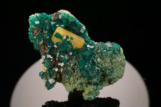 EXTRAORDINARY Wulfenite & Dioptase with Conichalcite Crystal TSUMEB,  NAMIBIA 3