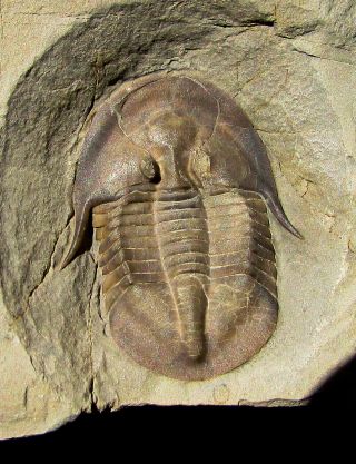Museum Quality Lachnostoma Trilobite Fossil