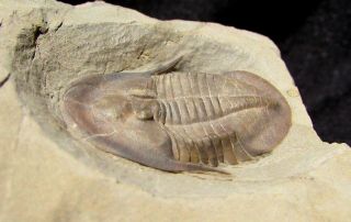 Museum Quality Lachnostoma trilobite fossil 2
