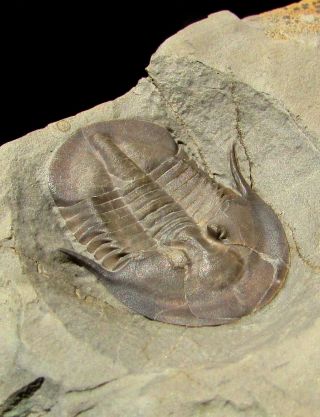 Museum Quality Lachnostoma trilobite fossil 3