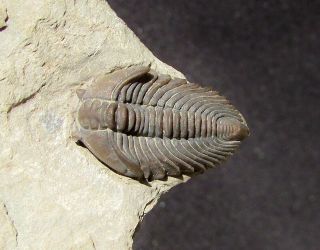 Stunning Pseudocybele Trilobite Fossil Perfect
