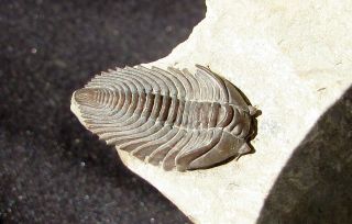 Stunning Pseudocybele trilobite fossil Perfect 2