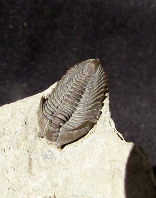 Stunning Pseudocybele trilobite fossil Perfect 3