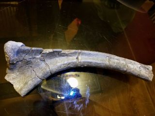 Dinosaur Einiosaurus Partial Fossil Rib Bone Two Medicine Formation Montana Usa