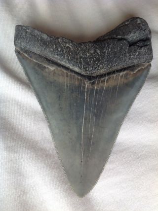 Five Inch Megalodon Fossil Shark Tooth With Serrations & Great Tip