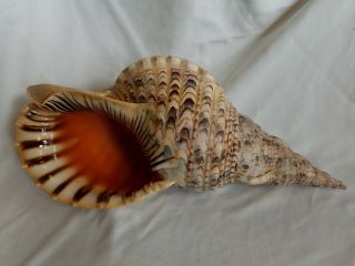 16 " Vintage Pacific Triton Extra Large Decorative Shell Seashell Table Top
