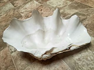 Vintage Giant Natural Clam Shell Tridacna Gigas Seashell Rare 17.  5 " X10 "