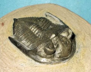 Complete,  Prone 4.  5cm Pyritised Zlichovaspis Hausmanni Middle Devonian,  Morocco