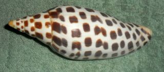 Rfm 67355 Gulf Of Mexico Voluta Scaphella Junonia Lamarck 1804 115mm / 4.  5 Inche