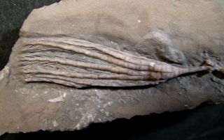 Ectenocrinus Crinoid From The Ordovician Of Quebec,  Canada.  Trilobite Age