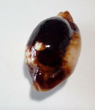 Shell CYPRAEA STOLIDA NIGER & ROSTRATE N.  Caledonia 35,  9 mm 3