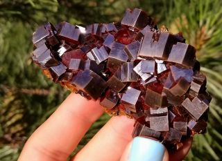 WOW Lustrous Black Cherry Red Vanadinite Crystals On Matrix From Morocco (: (: 2