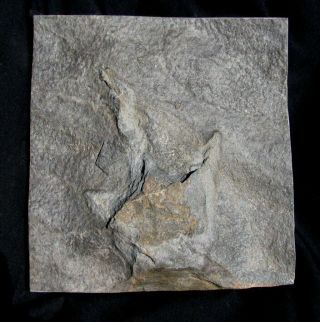Extinctions -,  Large Grallator Dinosaur Track Fossil - Very Affordable