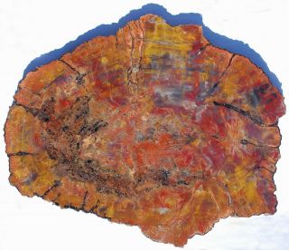 Very Large,  Polished Colorful Arizona Petrified Wood Round