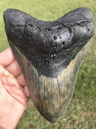Massive 6.  15” Megalodon Tooth Fossil Shark Teeth Over 1 Pound