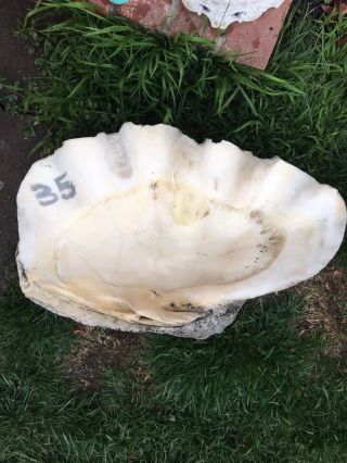 Giant Clam Shell 26”