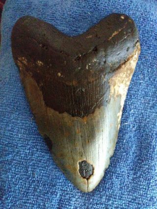 6.  01 " Megalodon Shark Tooth Fossil 100 Authentic