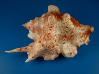 Strombus Taurus,  Color And Pattern,  F,  V Large 103.  3mm,  Guam Shell