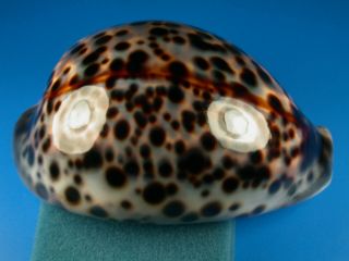 Cypraea Tigris Schilderiana,  Striking Color,  111.  8mm,  Hawaii Shell