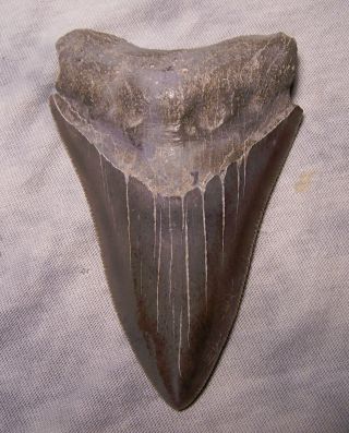 Megalodon Shark Tooth - Sharp - 3 1/2 Real Fossil Sharks Teeth - No Restorations