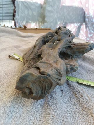 Petrified Tree Stump From Arizona
