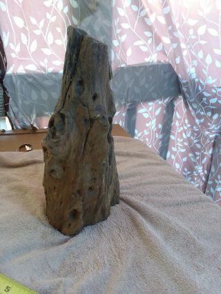 Petrified tree Stump from Arizona 2