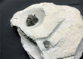 Museum Quality Encrinurus Trilobite Silurian Quebec