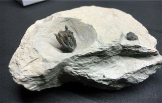 Museum Quality Encrinurus Trilobite Silurian Quebec 2