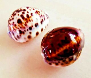 Seashell Cypraea Tigris Pardalis Birdeggensis & Tigris Rusty Red Shell