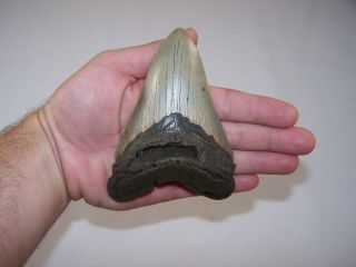5.  11 Inch Megalodon Fossil Shark Tooth Teeth 8.  1 Oz - Tooth Stand