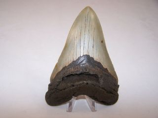 5.  11 Inch Megalodon Fossil Shark Tooth Teeth 8.  1 oz - Tooth Stand 2