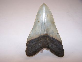 5.  11 Inch Megalodon Fossil Shark Tooth Teeth 8.  1 oz - Tooth Stand 3