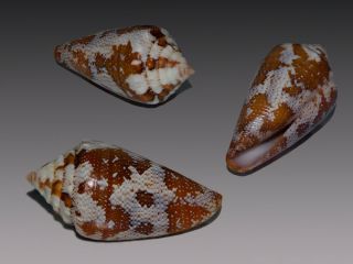 Seashell Conus Curassaviensis Exceptional Shell Very Rare F,  /gem 39.  1 Mm