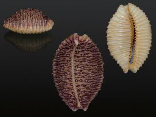 Seashell Cypraea Granulata Cassiaui Rare Top Game Gem 24.  1 Mm